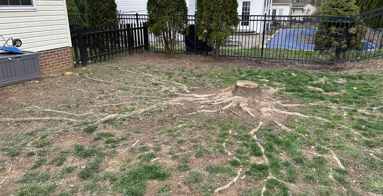 Why You Should Always Remove Tree Stumps